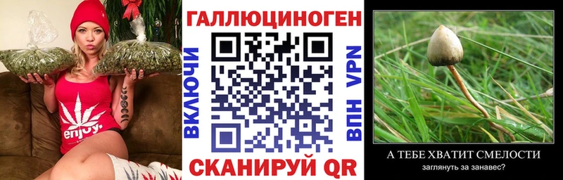 Галлюциногенные грибы Cubensis  Купить где  Плёс 